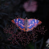 Little Wonders Butterfly Set - The Ornamentals