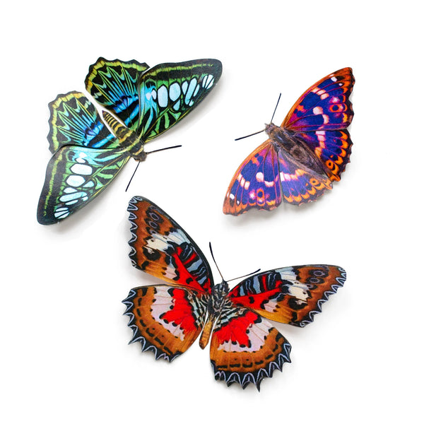 Little Wonders Butterfly Set - The Ornamentals