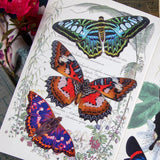 Little Wonders Butterfly Set - The Ornamentals