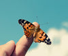 ClearView Butterfly Zoo - Voucher Kit