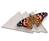 Individual Butterfly Release Box - For Painted Ladies