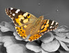 Painted Lady Butterflies - Additional Single Butterfly