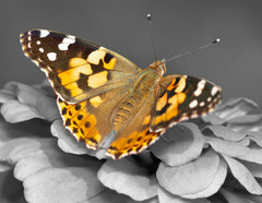 Painted Lady Butterflies - Additional Single Butterfly