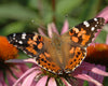 ClearView Butterfly Zoo - Voucher Kit