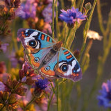Little Wonders Butterfly Set - The Artist Palette