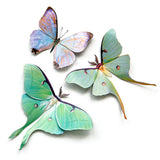 Little Wonders Butterfly Set - The Pastels