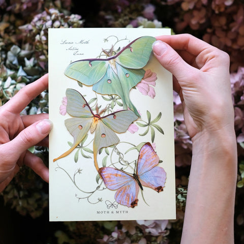 Little Wonders Butterfly Set - The Pastels