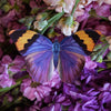 Little Wonders Butterfly Set - The Radiant