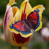 Little Wonders Butterfly Set - The Radiant