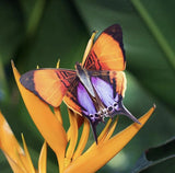 Little Wonders Butterfly Set - The Radiant