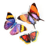 Little Wonders Butterfly Set - The Radiant