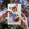 Little Wonders Butterfly Set - The Radiant