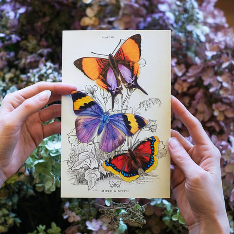 Little Wonders Butterfly Set - The Radiant