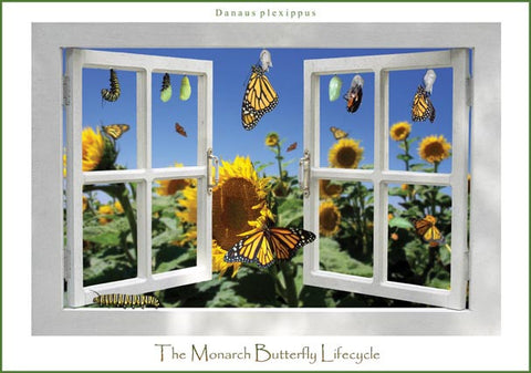 Double-Sided Monarch Life Cycle Poster
