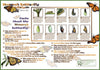 Double-Sided Monarch Life Cycle Poster