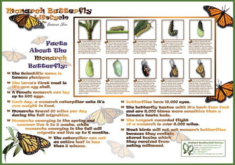 Double-Sided Monarch Life Cycle Poster
