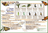 Double-Sided Monarch Life Cycle Poster