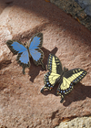 Enamel Pin - Swallowtail