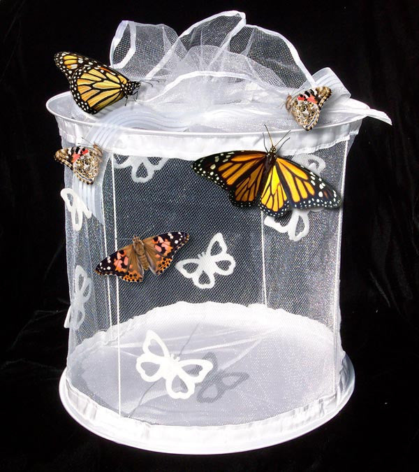 Viewing & Release Cage