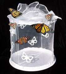 Square Organza Box - For Mass Release